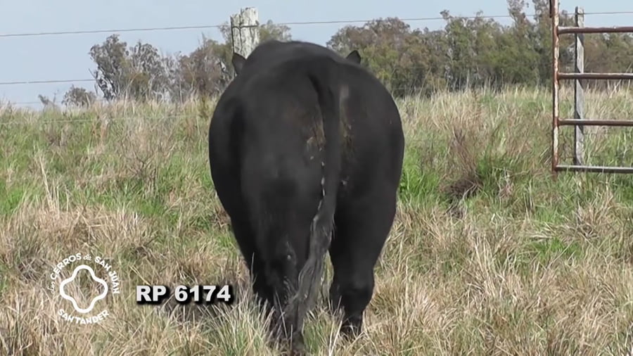 Lote Toro Aberdeen Angus SA de 3 años