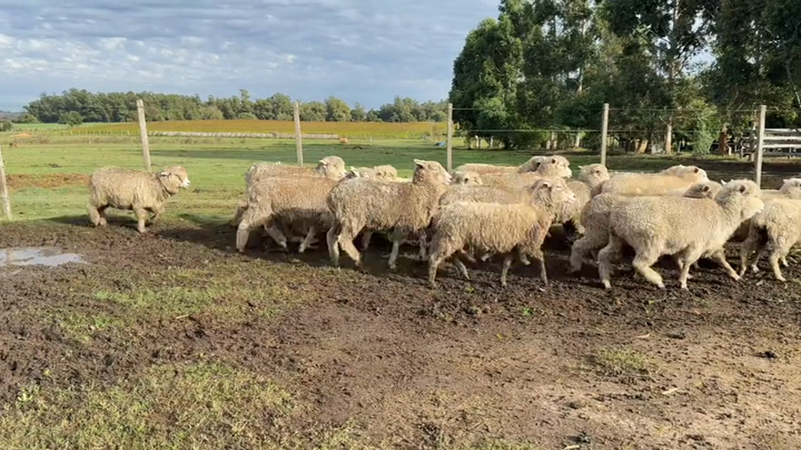 Lote OVEJAS