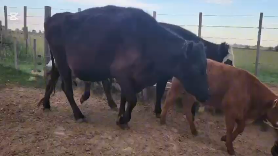 Lote 100 Terneras A TÉRMINO en Bolivar