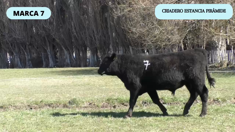 Lote 1 Toro en Río Ibáñez, XI Región Aysén