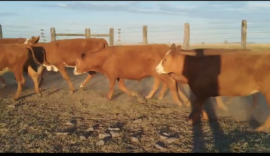 Lote 51 Terneros/as en Corrientes, Curuzú-Cuatiá