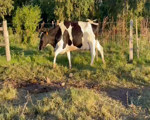 Lote (Vendido)Vaquillonas 1 a 2 años HOLANDO a remate en Entre Martillos en CARRETA QUEMADA