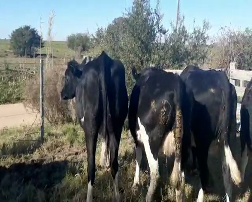 Lote 6 Vaquillonas  HOLANDO a remate en Pantalla Camy 0 - 0kg - , San José