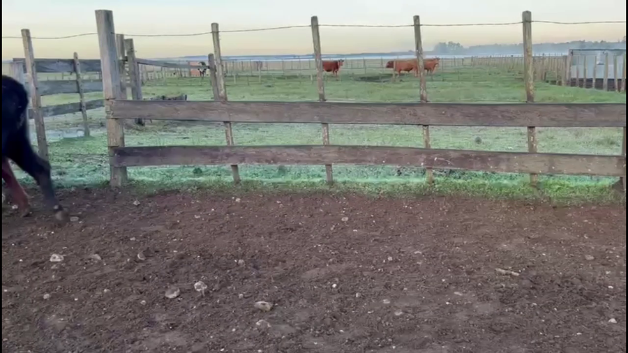 Lote VIENTRES ENTORADOS