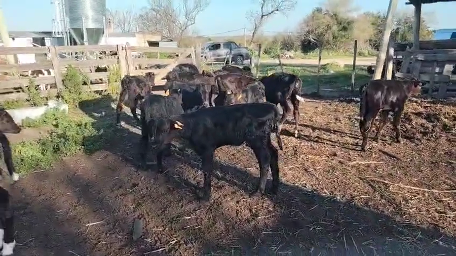 Lote 15 Terneros y Terneras a remate en Pantalla Camy, San José