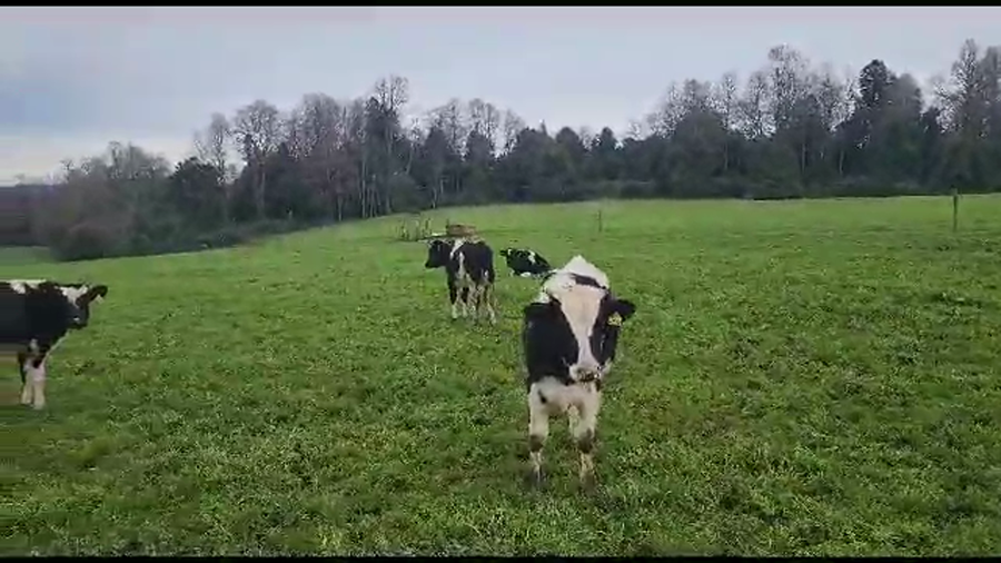 Lote 60 Ternero en Los Lagos, XIV Región Los Ríos