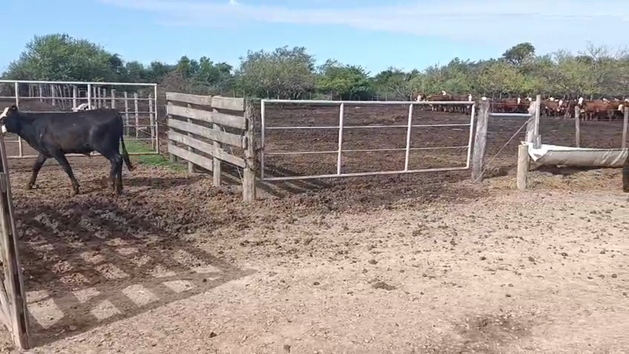 Lote 50 Novillitos y vaquillonas Brangus en Cululú, Santa Fe