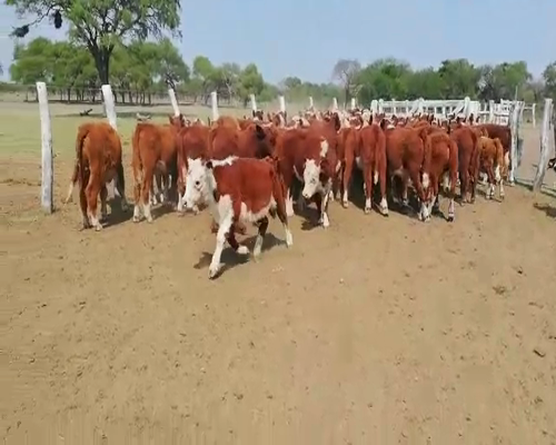 Lote 75 Terneros en Federal, Entre Ríos