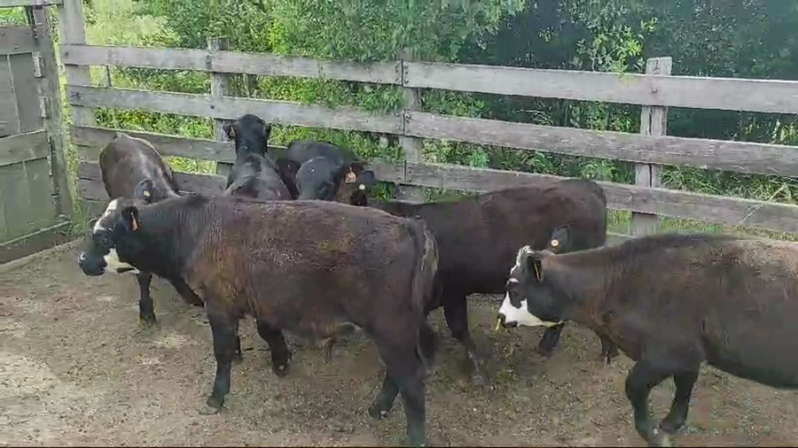 Lote 6 Terneros y Terneras a remate en Pantalla Camy, San José