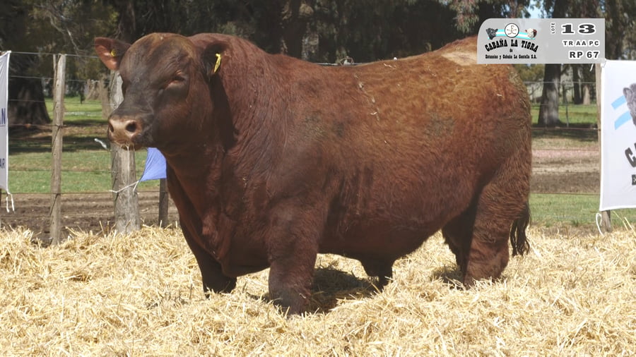 Lote TOROS PUROS CONTROLADOS