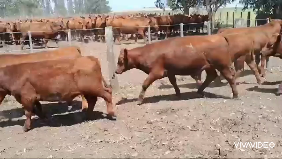 Lote 36 NOVILLITOS Y VAQUILLONAS
