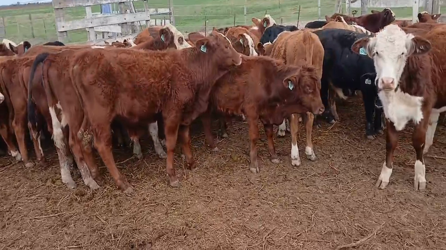 Lote 48 Terneros