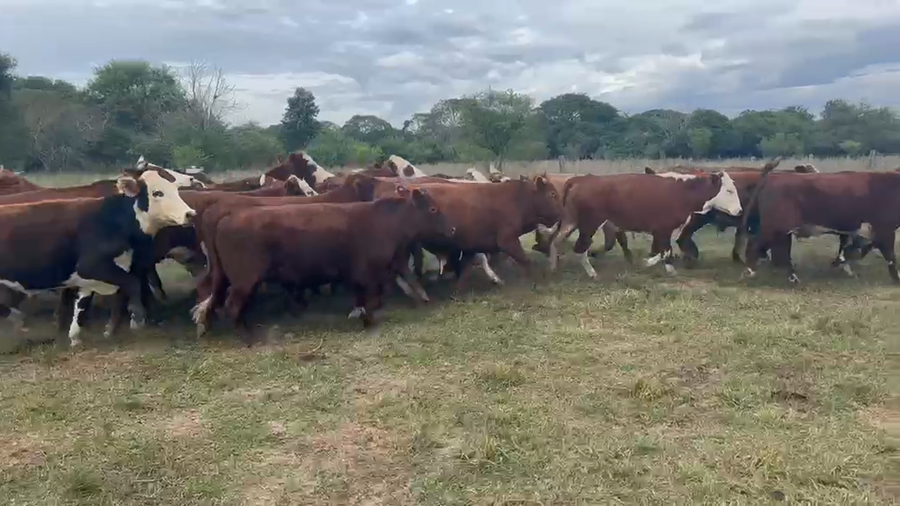 Lote 37 Novillitos en Corrientes, Goya