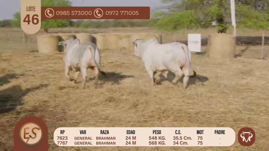 Lote TOROS BRAHMAN 24 MESES