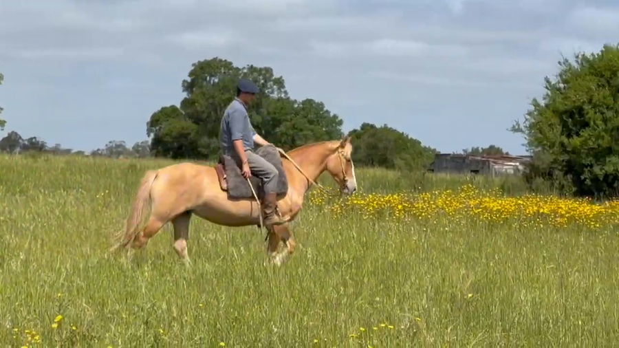 Lote CHAVALA QUERUBINA
