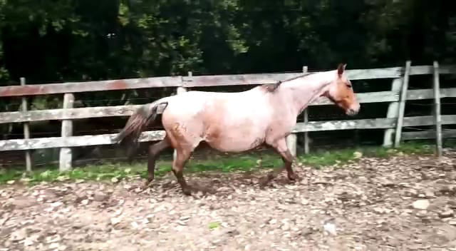 Lote Heroica Los Corrales (RP 24) - Cabaña Los Corrales