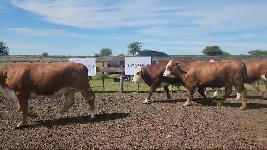 Lote 34 Novillos exportación