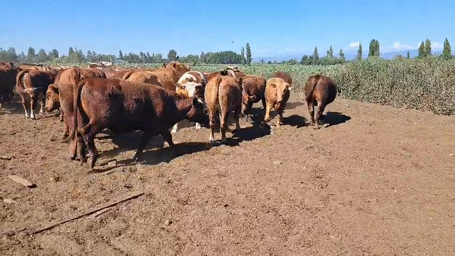 Lote 45 Novillo Gordo en Linares, VII  Región Maule