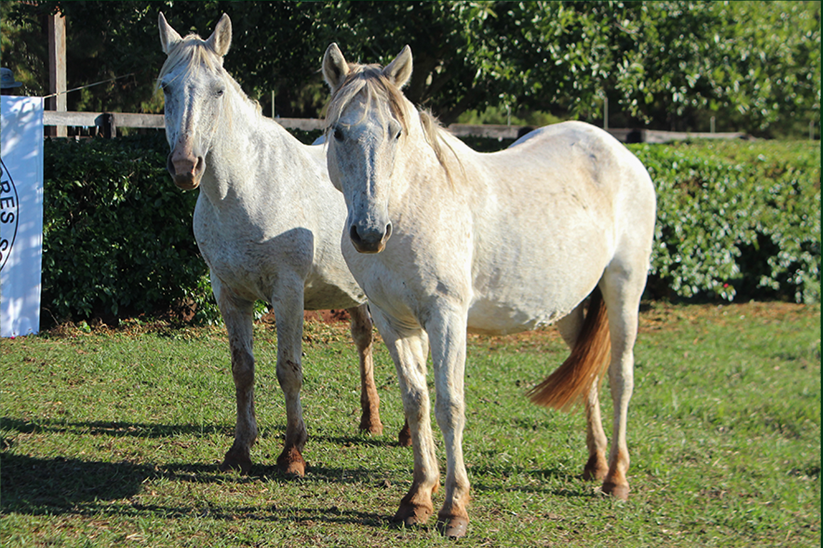 Lote DEL SIETE BELEIDOSA