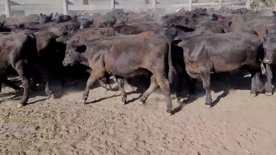 Lote 123 Terneros/as en Villaguay, Entre Ríos