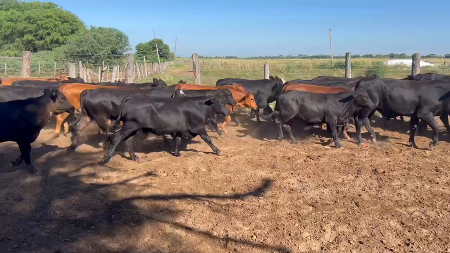 Lote 63 Terneros/as en Juan José Castelli, Chaco