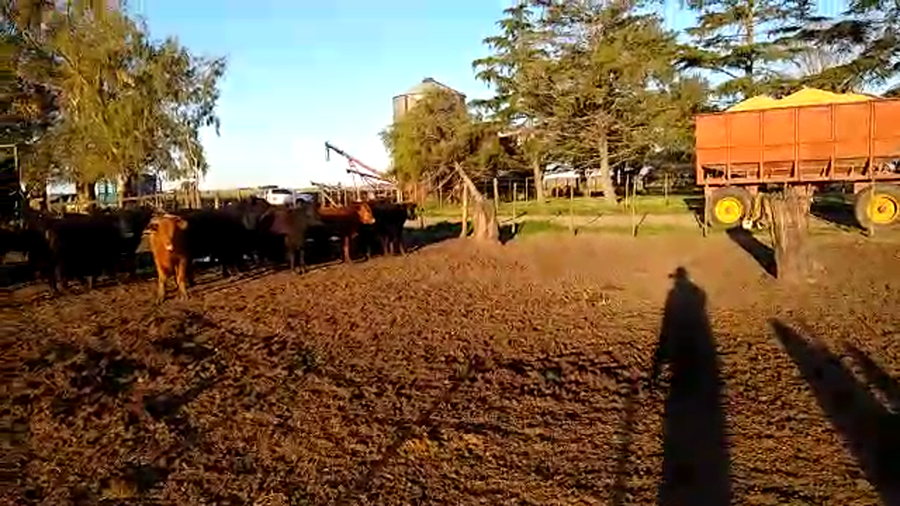 Lote 40 Terneros en Pehuajó, Buenos Aires