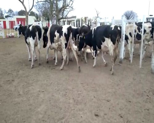 Lote VAQUILLONAS PREÑADAS