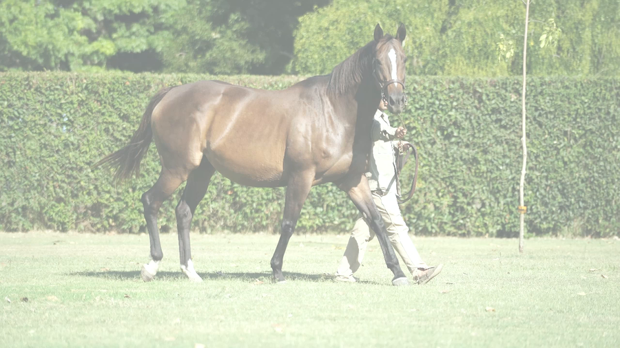 Lote ROYAL BALLERINA (CITY BANKER -  TIARA MEETING)  Preñez de  TREASURE BEACH