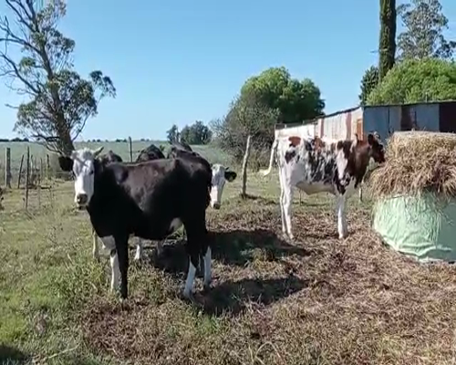 Lote 6 Terneras CRUZAS a remate en Pantalla Camy 230kg - , San José