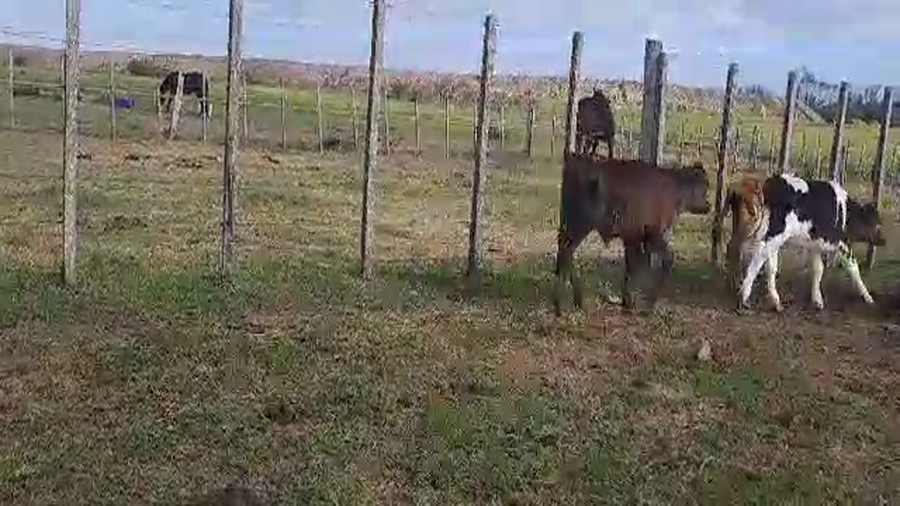 Lote 6 Terneros
