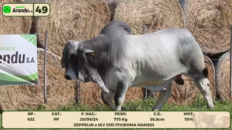 Lote LOTE 49