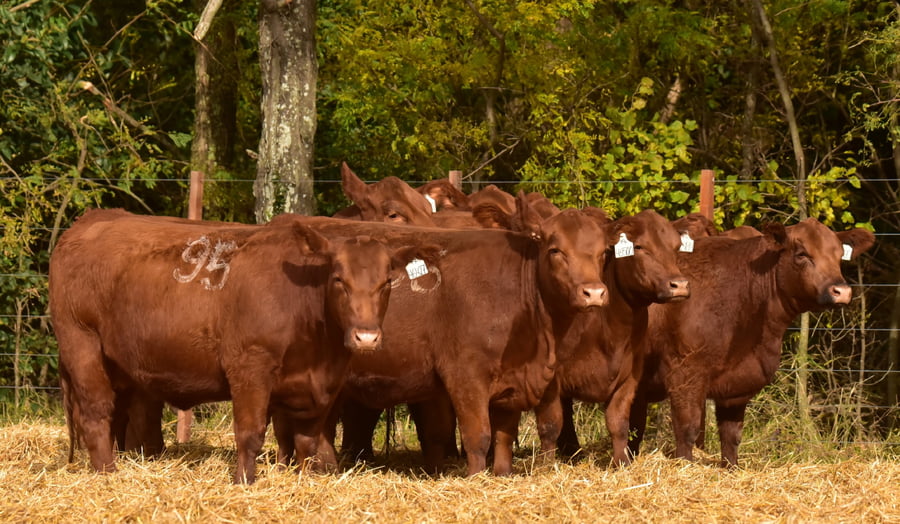 Lote VAQUILLONAS ANGUS PC PRIMAVERA