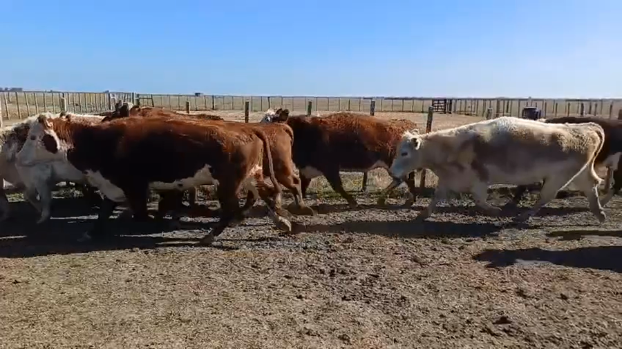 Lote 20 Vacas de Invernada 6 HE,  5 SH,  4 HE X AA,  3 NO,  2 HE X RA a remate en 5º Remate Pantalla Bachino 470kg -  en LA TALA, CAMINO VECINAL A 4KM DE R19 A 22KM DE CHUY Y A 72KM DE LASCANO