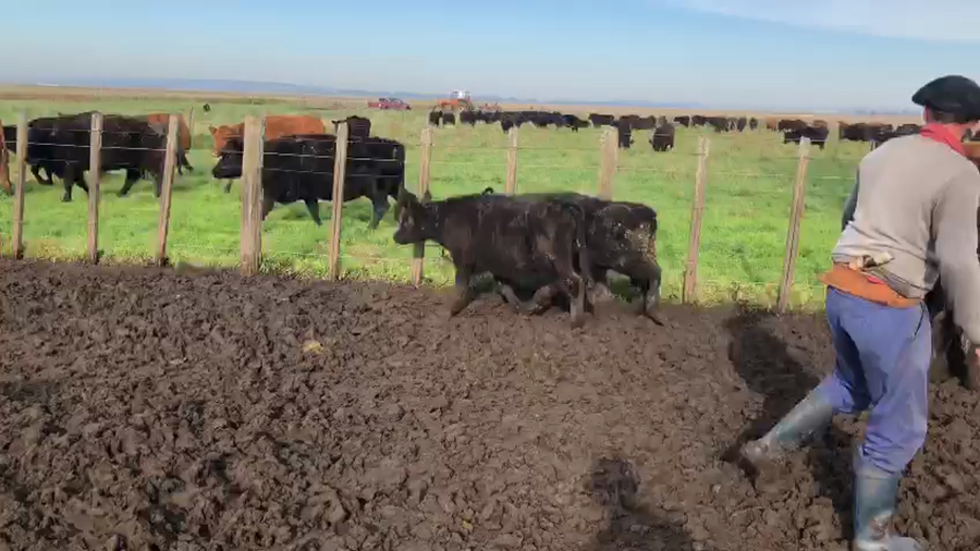 Lote 70 Terneros en Mar del Plata