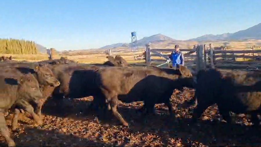 Lote 50 Novillo Engorda en Coyhaique, XI Región Aysén