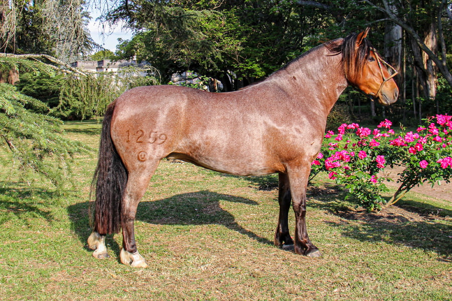 Lote RP 1259 - QUELEN CHUSMA