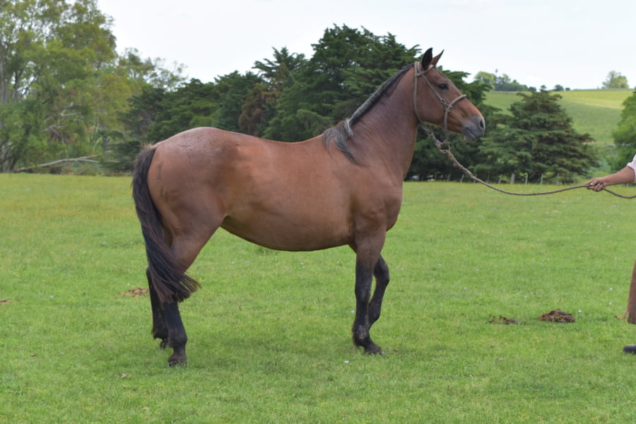 Lote RP 14 - SV CAUTIVA