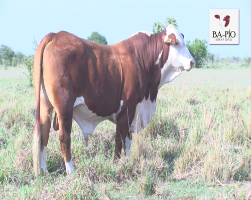 Lote CABAÑA "BAPIO" RP325