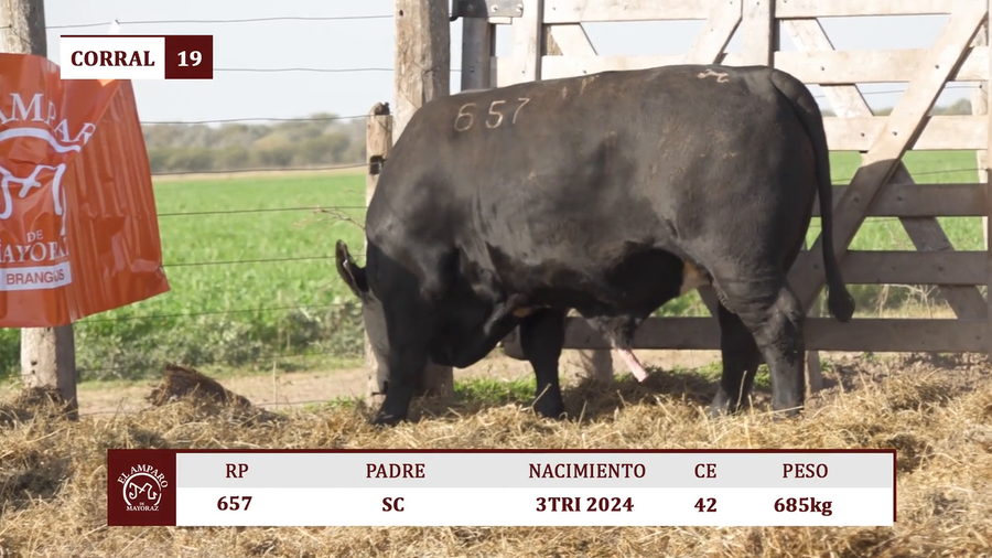 Lote Toros BRANGUS NEGRO EL AMPARO