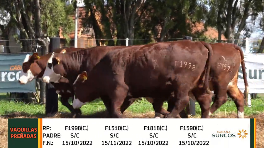 Lote VAQUILLAS PREÑADAS BRAFORD