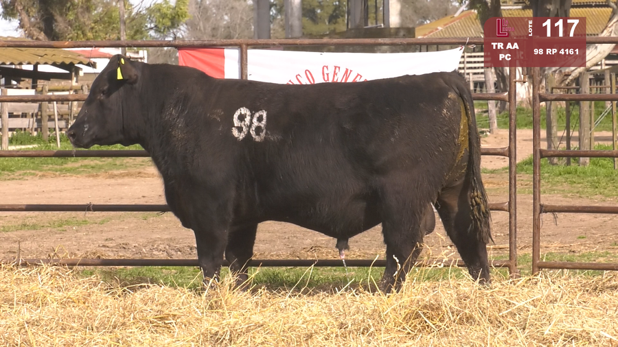 Lote TOROS ANGUS NEGROS  PC