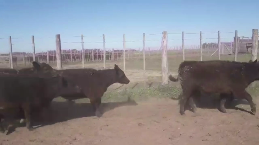 Lote 30 TERNS. MACHOS, EN CARLOS TEJEDOR, BS. AS.