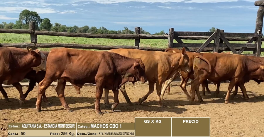 Lote LOTE 25 - 50 MACHOS CBO 1