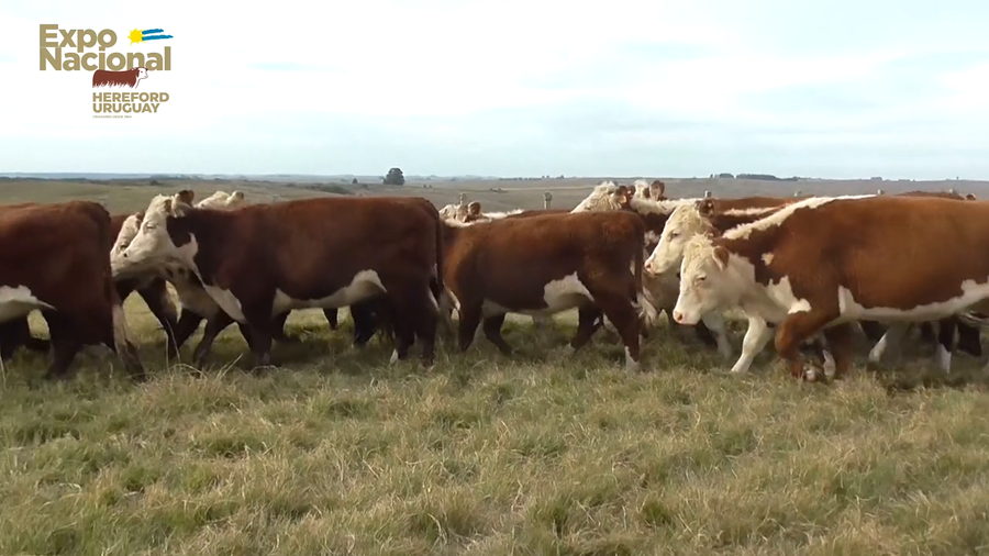 Lote 20 Vaquillonas Vacas Preñadas HEREFORD a remate en Expo Nacional 2022 440kg - , Lavalleja