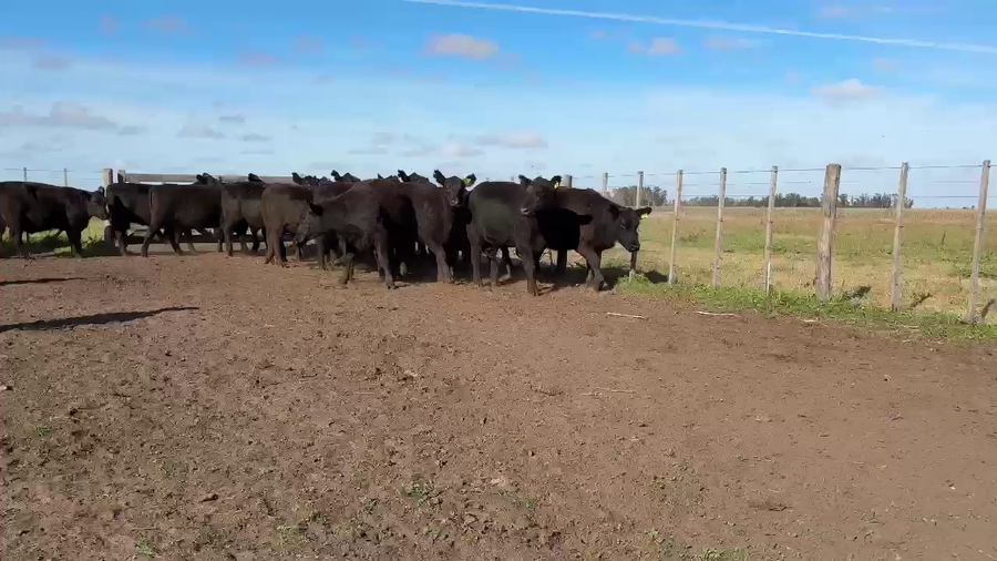Lote VAQUILLONAS NEGRAS