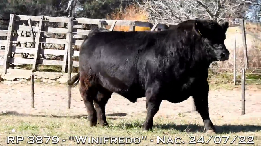 Lote TOROS PUROS DE PEDIGREE