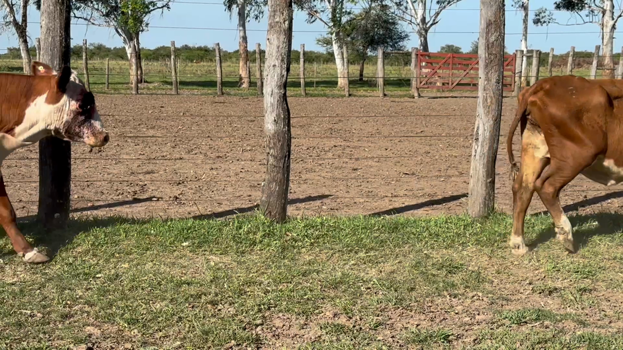 Lote 8 Vacas Conserva en Corrientes, Curuzú-Cuatiá
