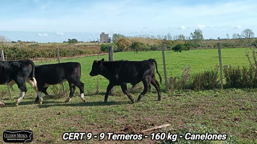 Lote 9 Terneros en Juanicó, Canelones