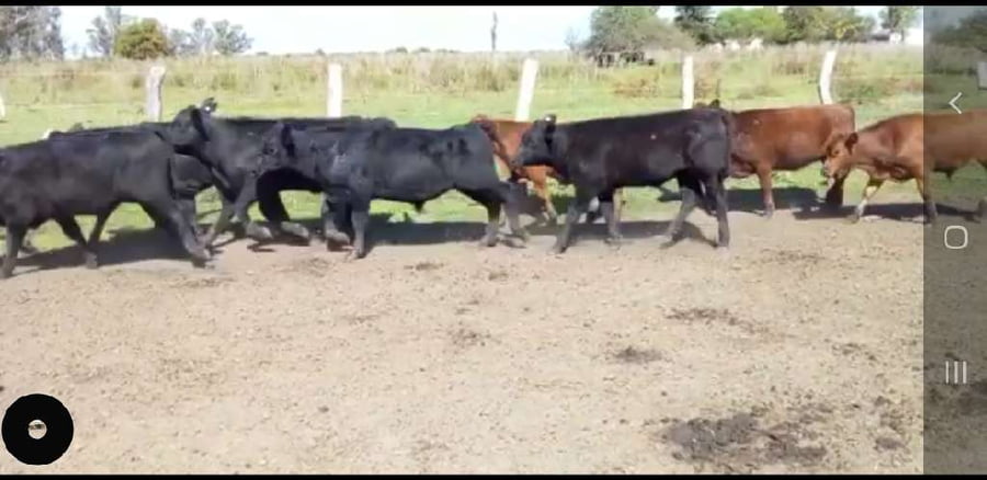 Lote 75 Terneros/as en Villaguay, Entre Ríos