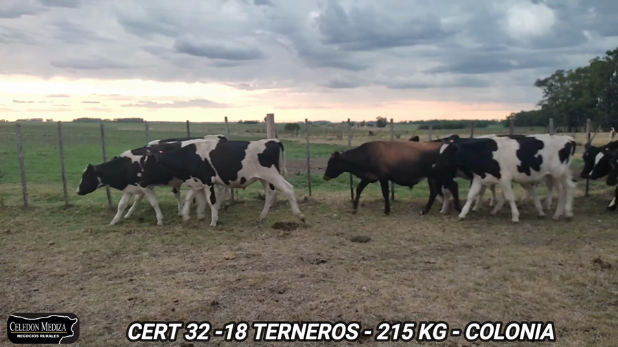 Lote 18 Terneros en Colonia